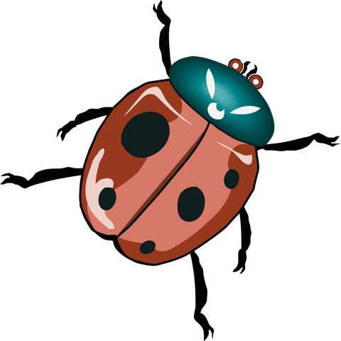 A lady bug